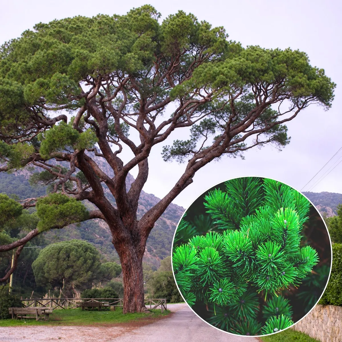 Mandulafenyő 60cm „pinus pinea” (cserepes díszfenyő)