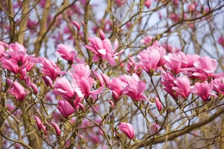 Magnolia „Galaxy” 60cm