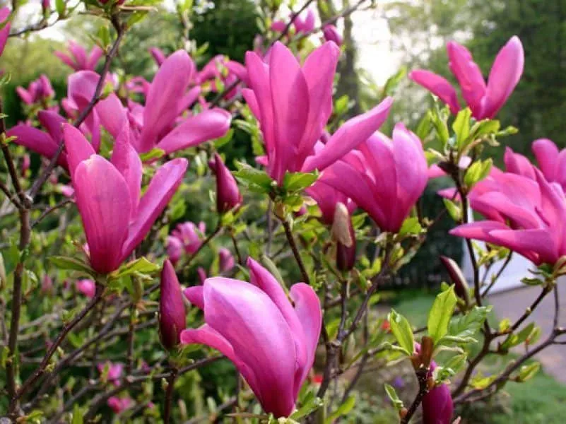 Magnolia „Susan” 60cm Csillagvirágú Liliomfa