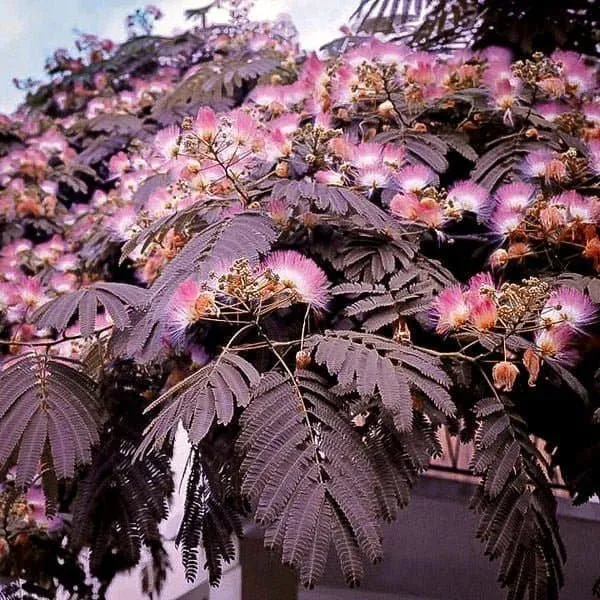 Bordó levelű Selyemakác 200 cm „Albizia julibrissin Evey’s Pride”