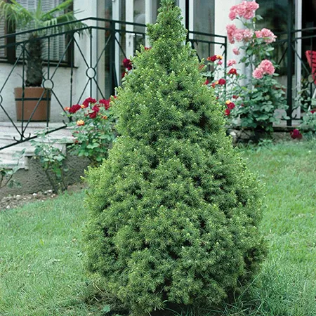Cukorsüvegfenyő 30cm „Picea glauca Conica”
