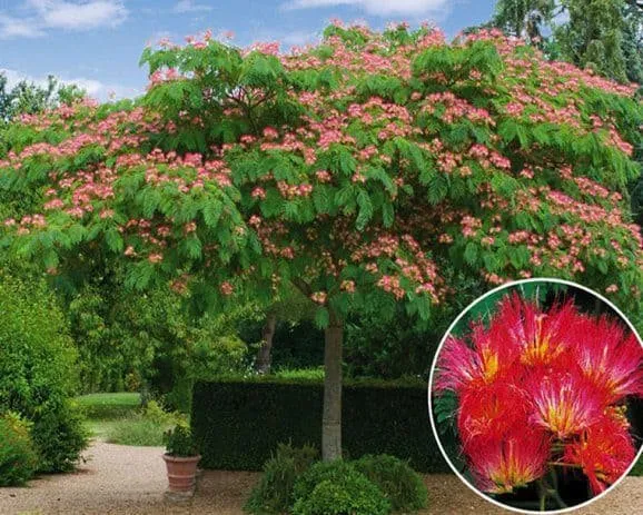 Perzsa Selyemakác MAG 10 db „Albizia julibrissin”