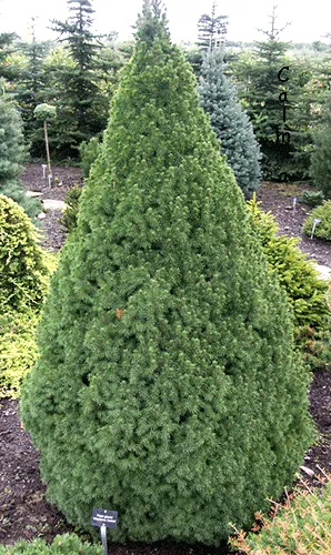 Cukorsüvegfenyő 80-100cm „Picea glauca Conica” (Földlabdás)