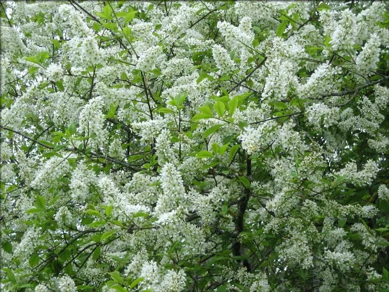 Májusfa 60cm „Prunus padus”