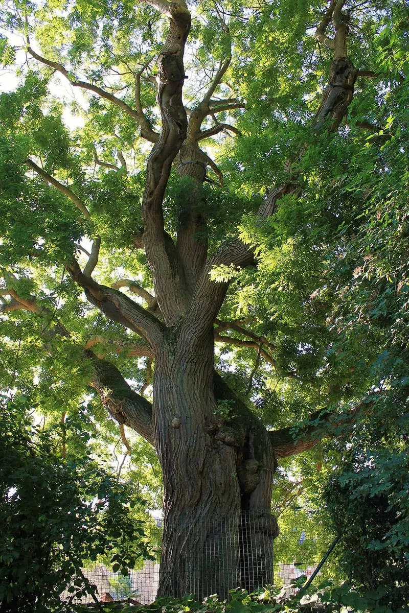 Japánakác 150 cm „Sophora japonica” Pagodafa „Styphnolobium japonicum”