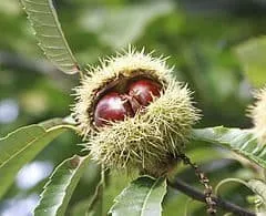 Szelídgesztenye 3 méteres „Castanea sativa” (Konténeres)