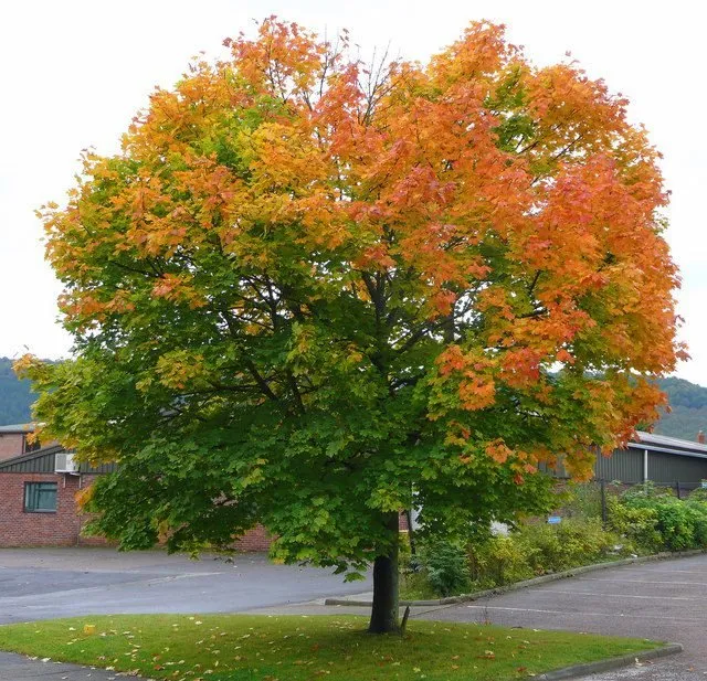 Korai Juhar 150cm „Acer platanoides”