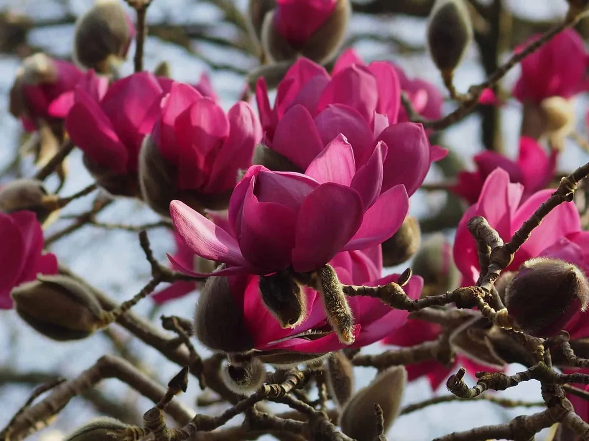 Magnolia „Cleopatra” 150 cm Bíborlila Liliomfa
