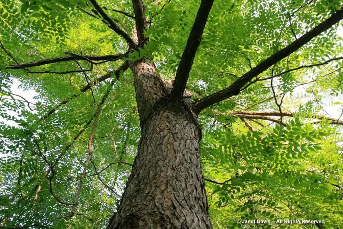 Amerikai Vasfa 150 cm „Gymnocladus dioicus”