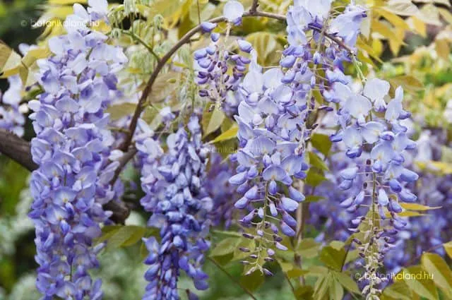 Lilaakác „Prolific” 150cm Liláskék „Wisteria sinensis”