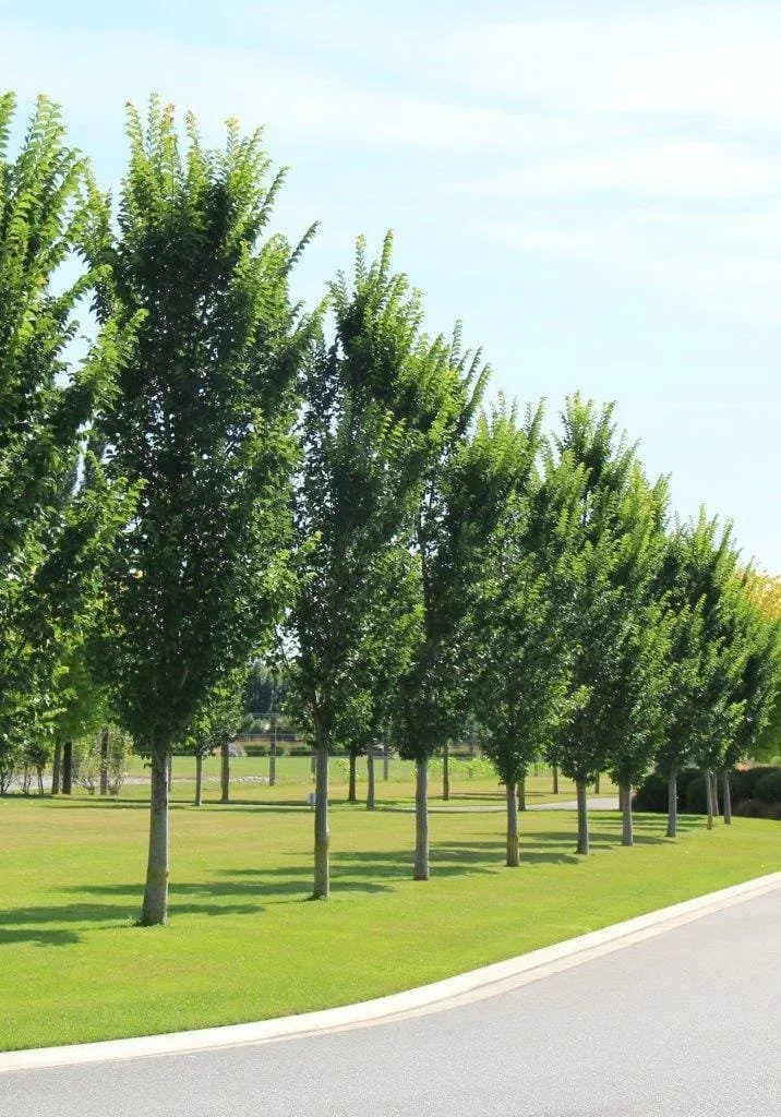 Oszlopos Jegenyeszil 3 méteres „Ulmus hollandica Lobel” (Szabadgyökeres)