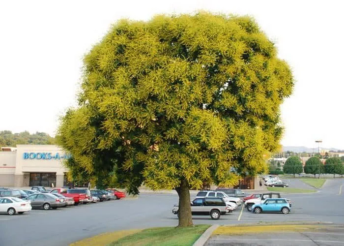 Bugás csörgőfa 160 cm „Koelreuteria paniculata”