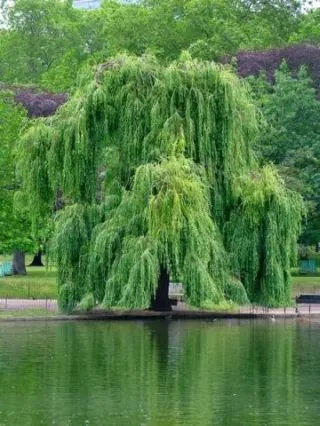 Szomorúfűz 250 cm „Salix alba Tristis” (konténeres kertészeti áru)