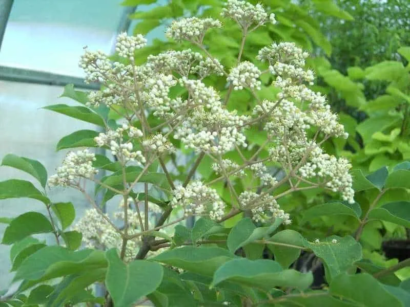 Koreai Mézesfa 60 cm „Evodia hupehensis” Méhbarát fa