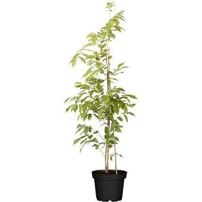 Lilaakác „Shiro Kapitan Fuji” 150cm Fehér „Wisteria brachybotrys”