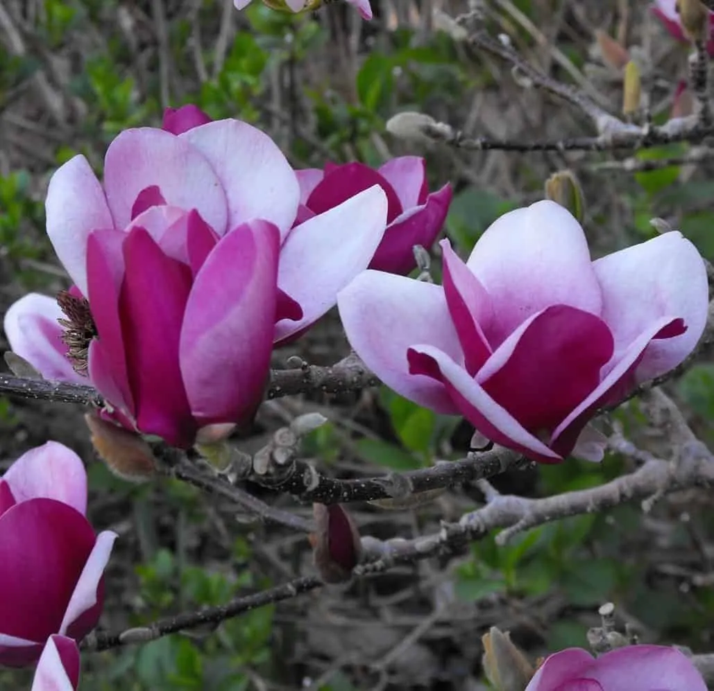 Magnolia „Purple Globe” 200cm