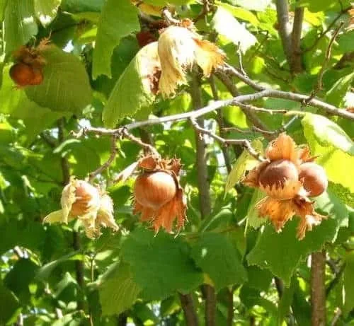 Mogyoró 100 cm „Corylus avellana” (csonthéjas gyümölcstermő fa)