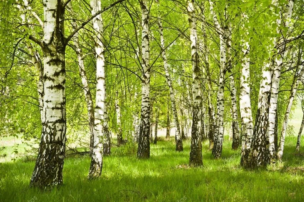 Közönséges nyírfa 100 cm „Betula Pendula”