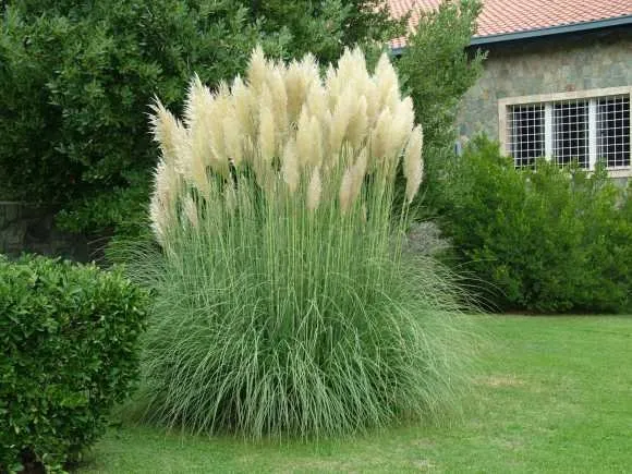 Pampafű 80cm „Cortaderia selloana”