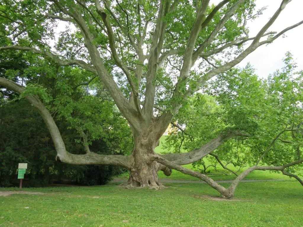 Platánfa 100 cm “Platanus acerifolia”