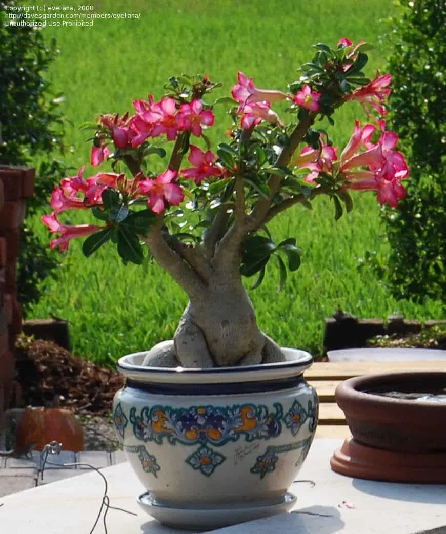 Sivatagi Rózsa 30 cm „Adenium obesum” Palackfa