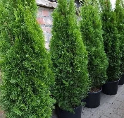 Oszlopos smaragd tuja 80-100cm „Thuja occidentalis Smaragd” (Földlabdás)
