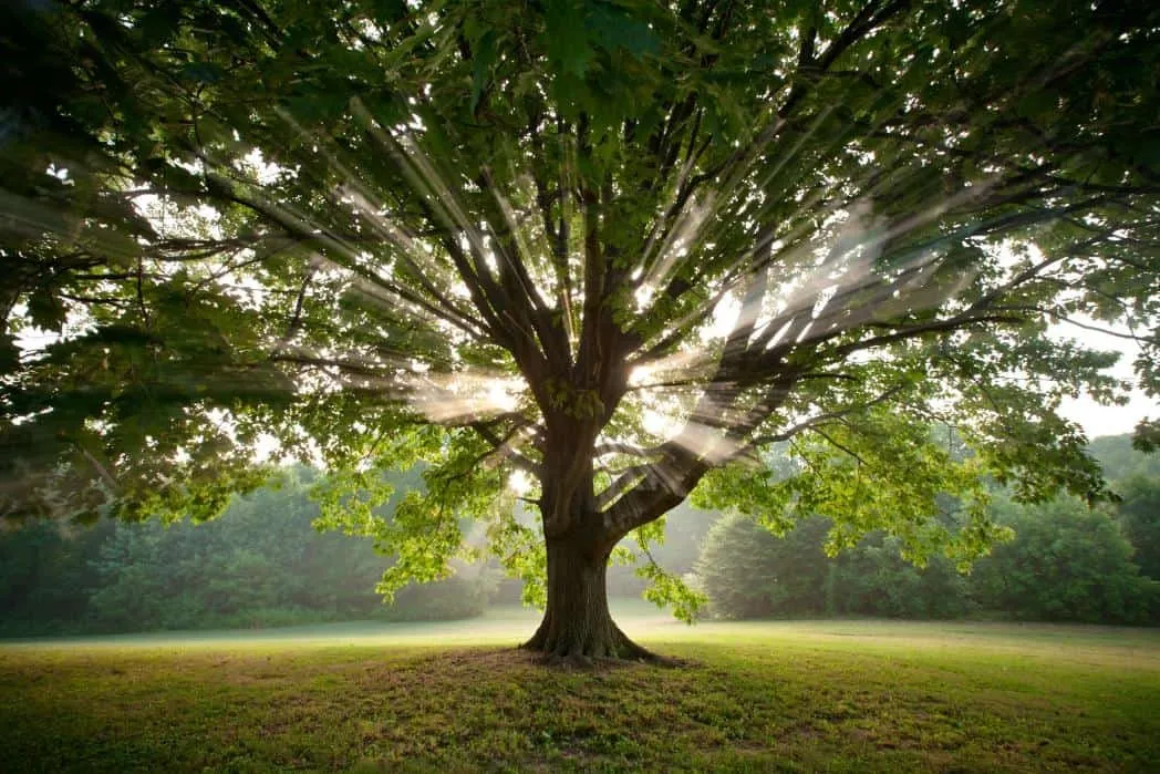 Kocsányos Tölgy 250cm „Quercus robur”