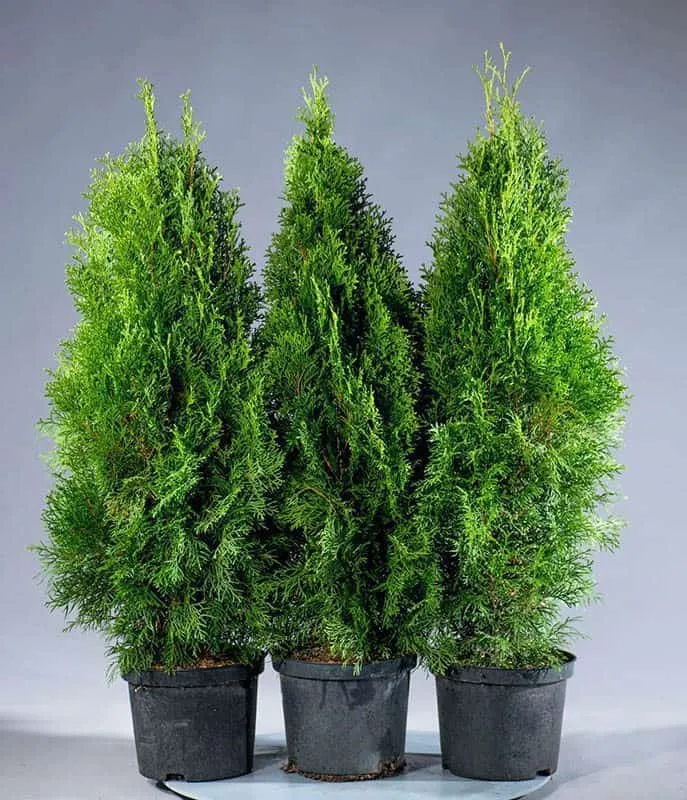 Oszlopos Smaragd Tuja 40-60cm „Thuja occidentalis Smaragd”
