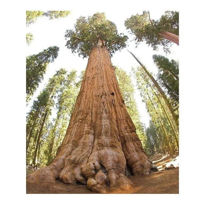Óriás Mamutfenyő 60cm „Sequoiadendron giganteum” (cserepes díszfa)