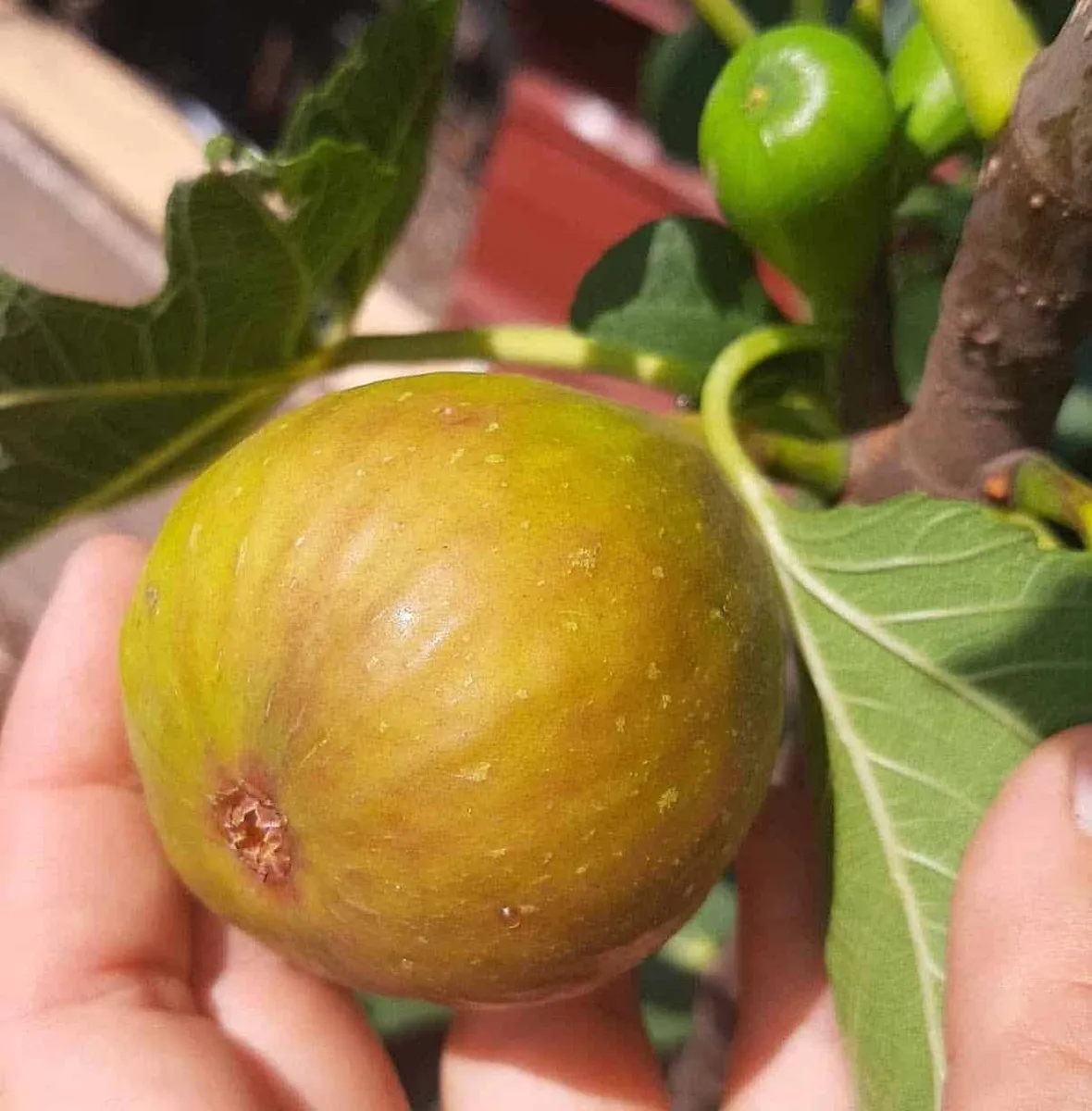 Füge „Brogiotto Bianco” 100 cm „Ficus carica”