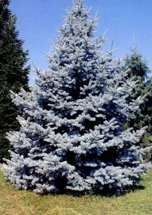 Ezüstfenyő 30cm „Picea pungens”