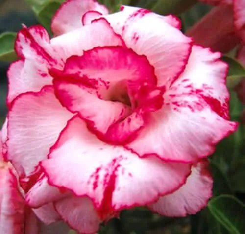 Sivatagi rózsa MAG „Lady Gaga” 10 db „Adenium obesum”