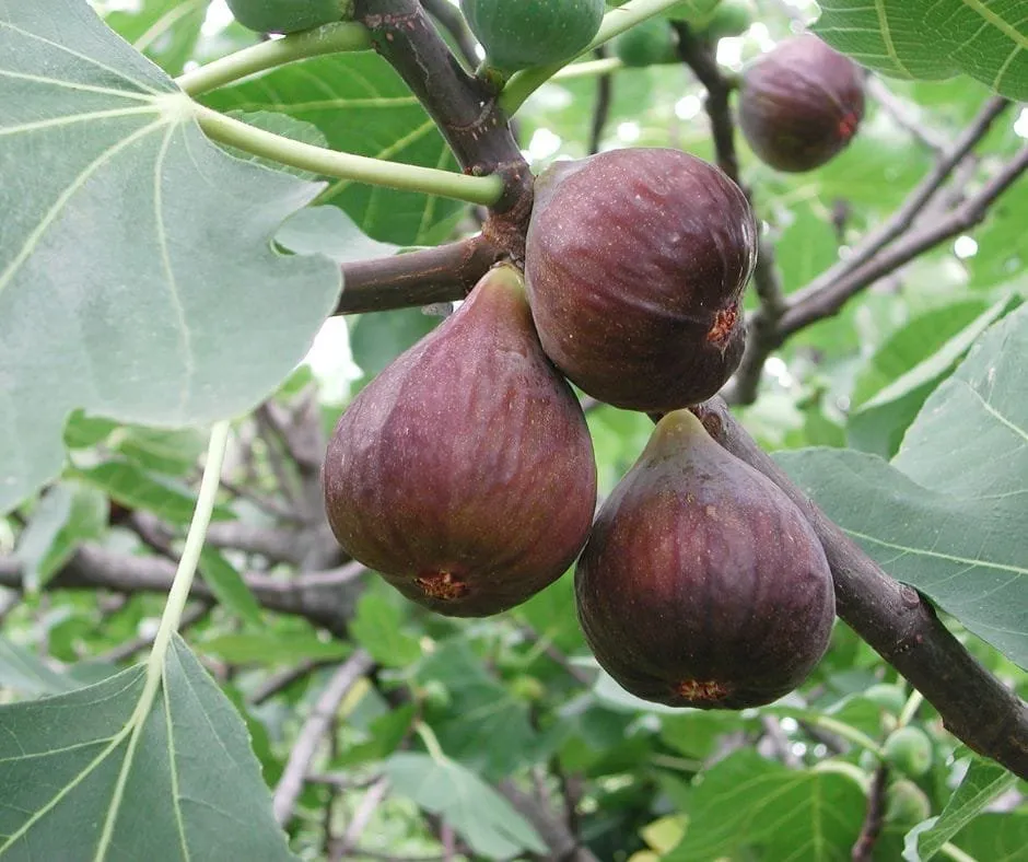 Füge „Helen” 100 cm „Ficus carica”