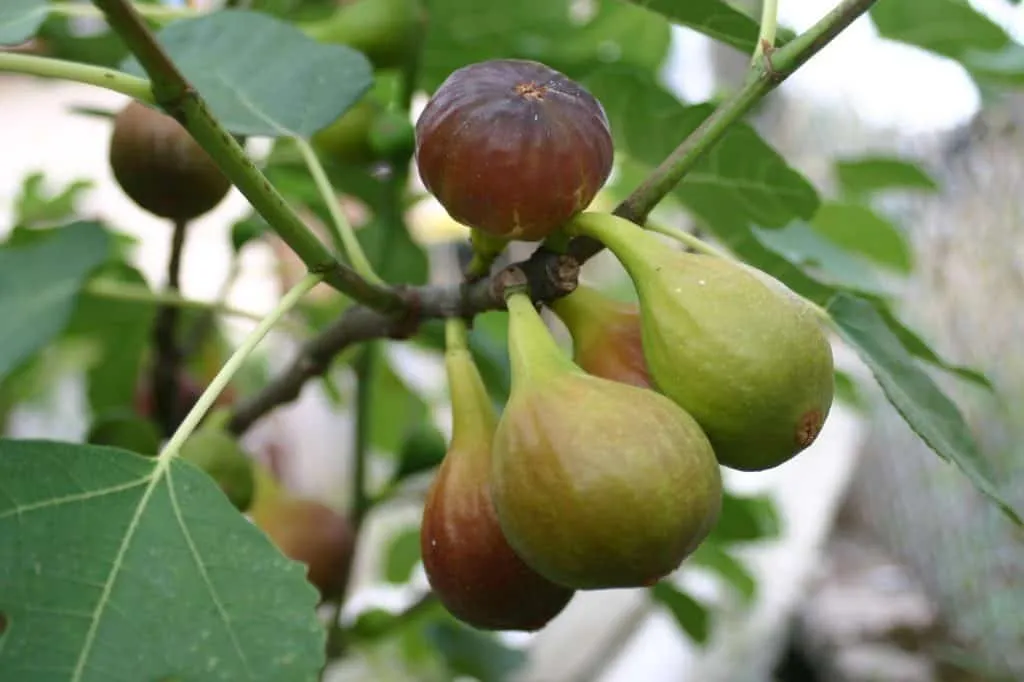 Füge „Brown Turkey” 100 cm „Ficus carica”