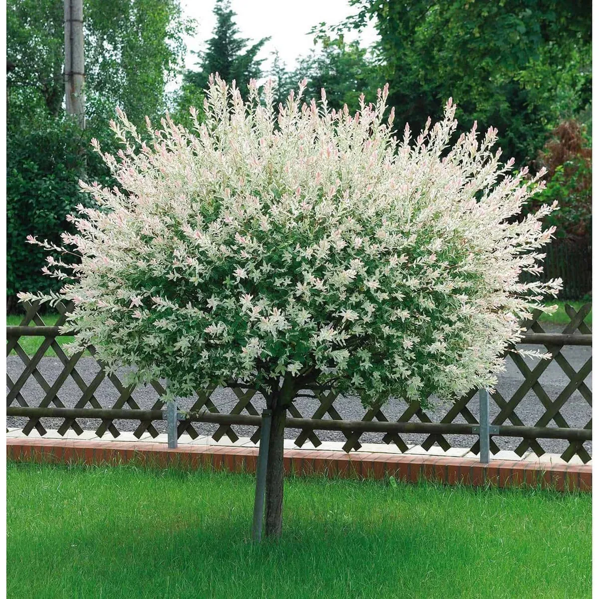 Japánfűz „Hakuro-Nishiki” 180 cm „Salix integra”