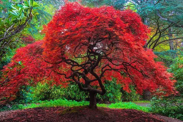 Japán Juhar „Fireglow” 80 cm „Acer palmatum” Piros levelű japánjuhar
