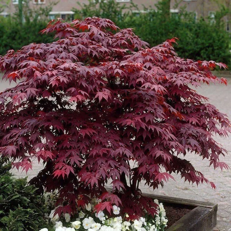 Japán Juhar „Blood Good” 40-60cm „Acer palmatum” Bordó levelű japánjuhar
