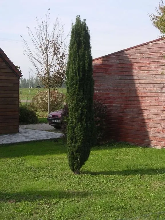 Oszlopos Tiszafa 200cm „Taxus Baccata Fastagiata Robusta”