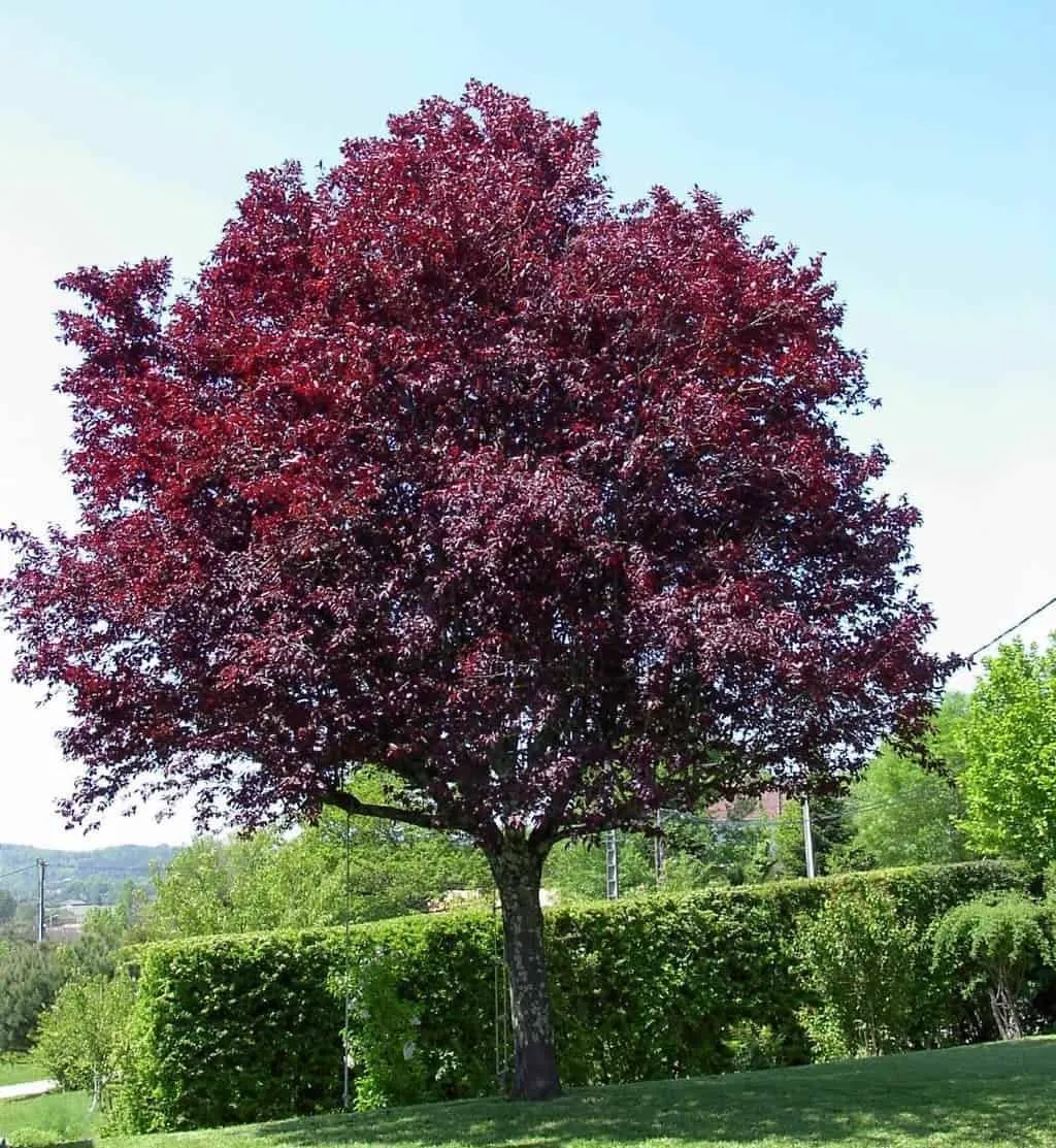 Vérszilva 200 cm „Prunus cerasifera Woodii” (Konténeres)