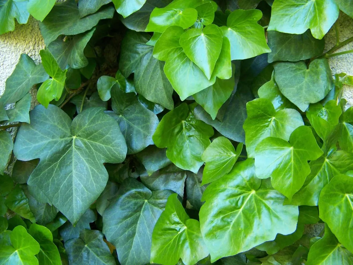 Örökzöld Borostyán 80-100cm „Hedera helix Arborescens”