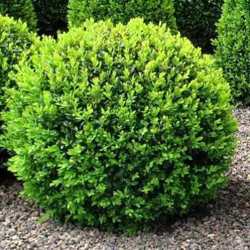 Örökzöld puszpáng 30cm „Buxus sempervirens”