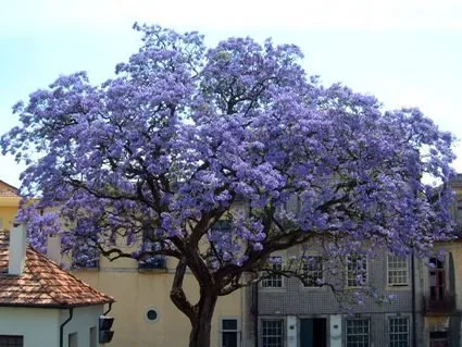 Császárfa 100cm „Paulownia tomentosa”