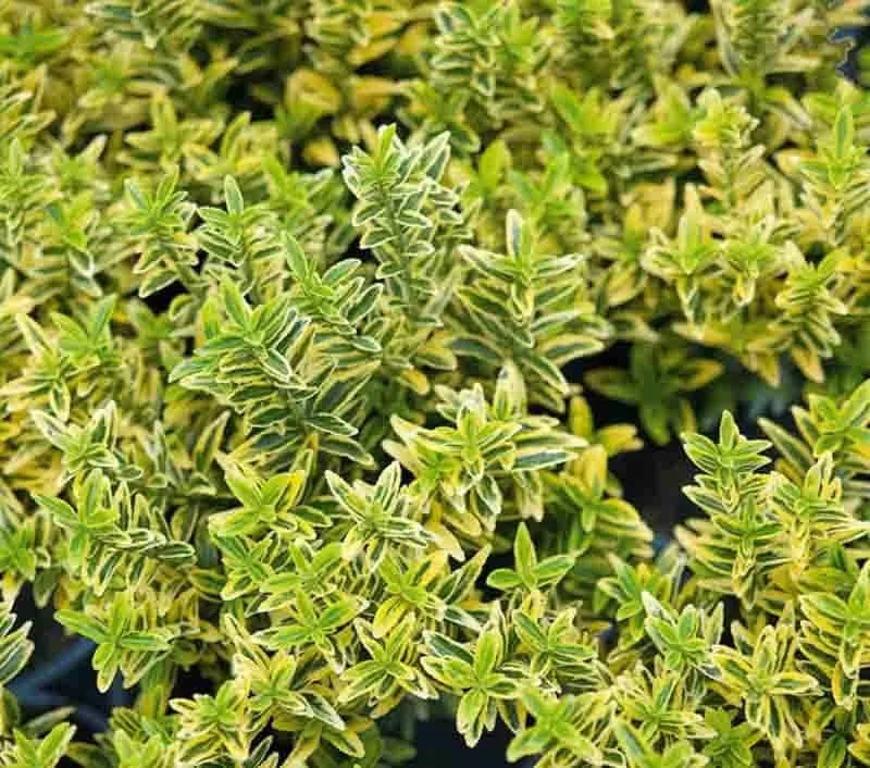 Kislevelű Japán Kecskerágó ARANY 20cm „Euonymus japonicus microphyllus Aureovariegatus”