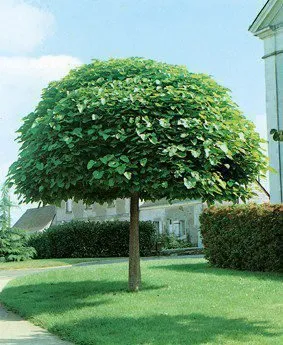 Gömbszivar 250 cm „Catalpa bignonioides Nana” (Szabadgyökeres)