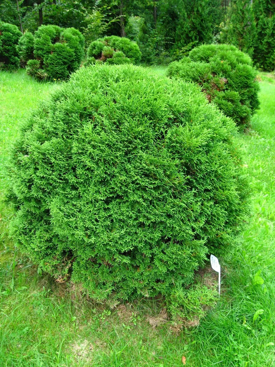 Gömb Tuja „Danica” 20cm „Thuja occidentalis”