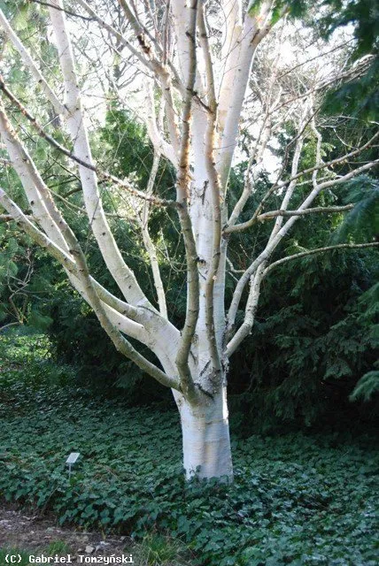 Hófehér kérgű Himalájai Nyírfa 400 cm „Betula utilis Doorenbos” (Konténeres díszfaáru)