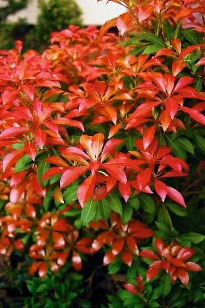 Japán Babérhanga „Mountain fire” 30cm „Pieris japonica”