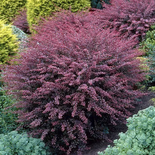 Japán Vörös Borbolya 30-50cm „Berberis thunbergii”