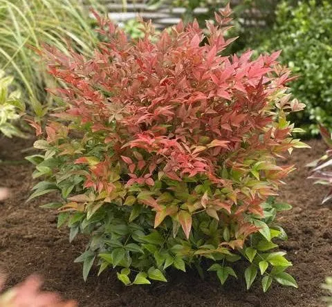 Japán Szentfa 30cm „Nandina domestica”