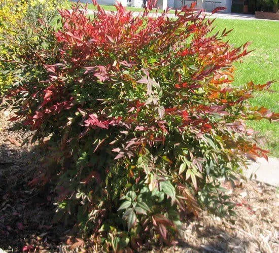 Japán Szentfa 30cm „Nandina domestica Obsessed Seika”